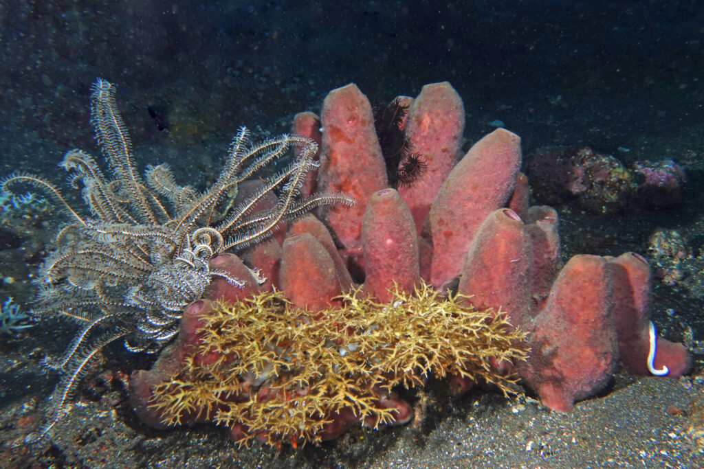 40_bali_kubu-indah_drop-off_dsc00595