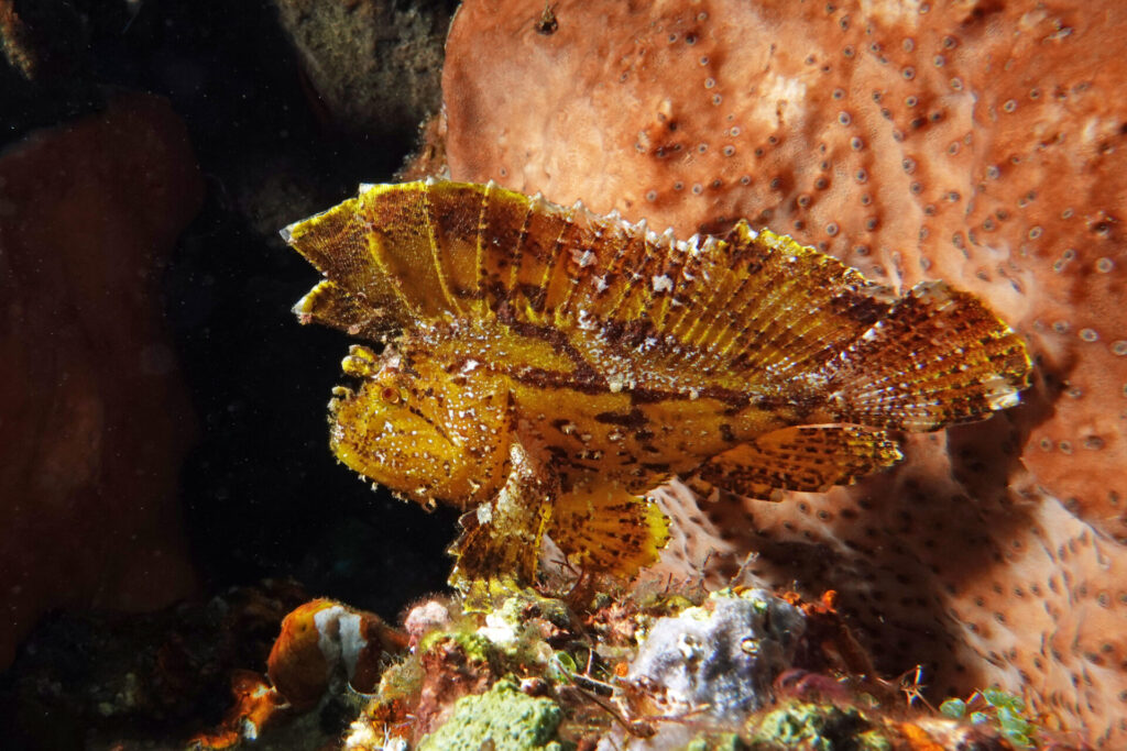 40_bali_kubu-indah_drop-off_dsc00620