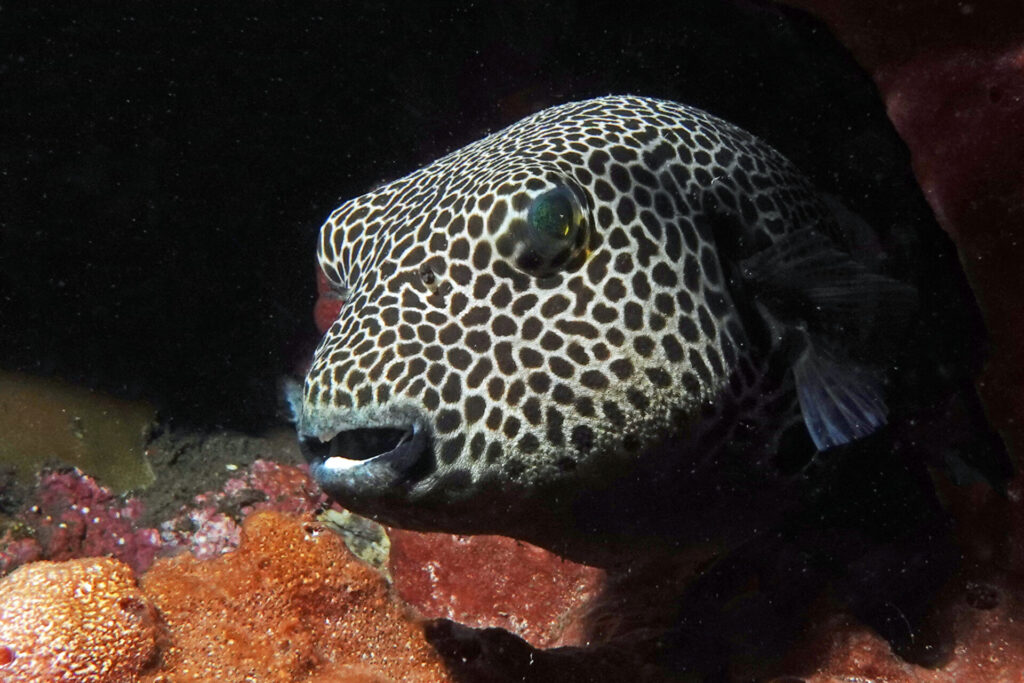 40_bali_tulamben_tai-sapi_dsc00654