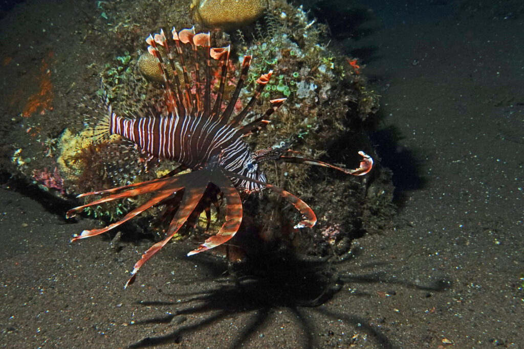 40_bali_tulamben_tai-sapi_dsc00675