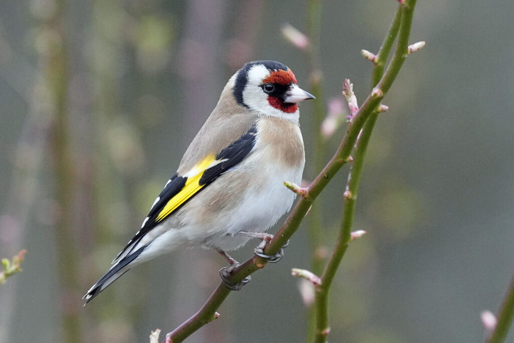 der Stieglitz ist ein farbenfroher Vogel in unserem Garten