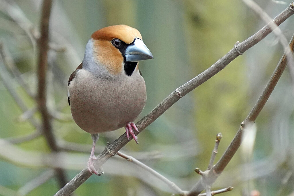 Der Kernbeißer ist bei der Vogelbeobachtung der Star in unserem Garten in Homburg im Saarland