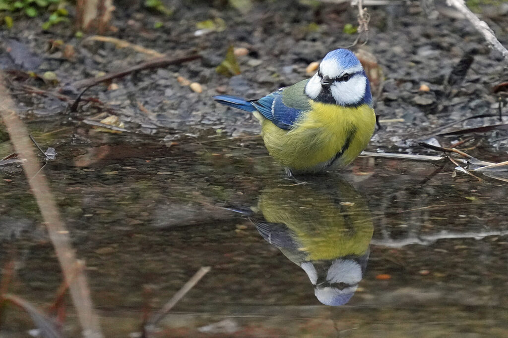 Blaumeise beim Baden in unserem Garten