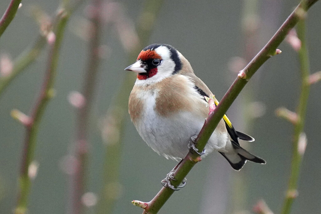 Stieglitz bei der Vogelbeobachtung n unserem Garten