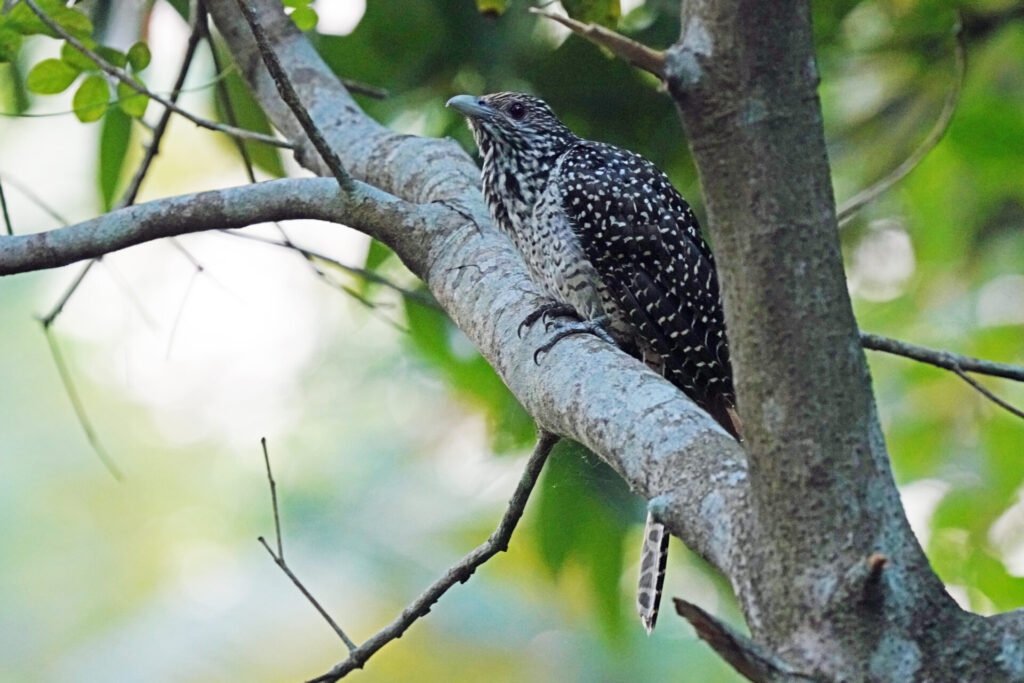 40_indien_kumarakom_tag2_dsc09005