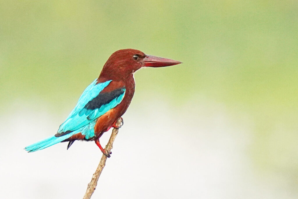 40_indien_kumarakom_tag2_dsc09071