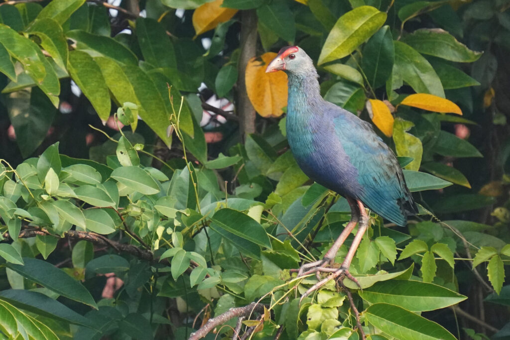40_indien_kumarakom_tag2_dsc09149
