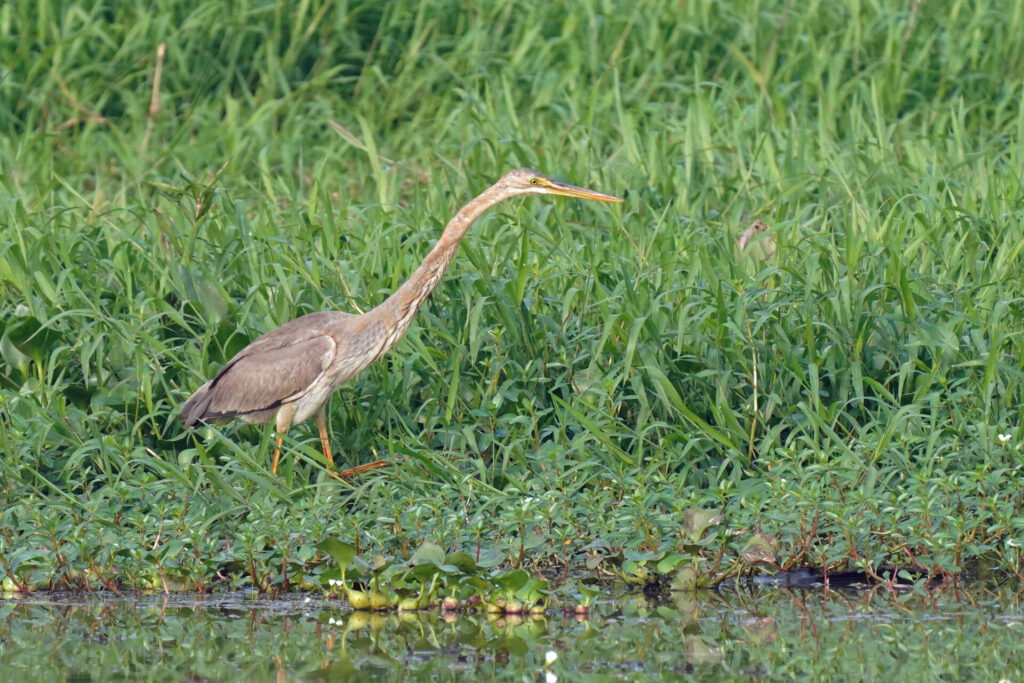 40_indien_kumarakom_tag2_dsc09342