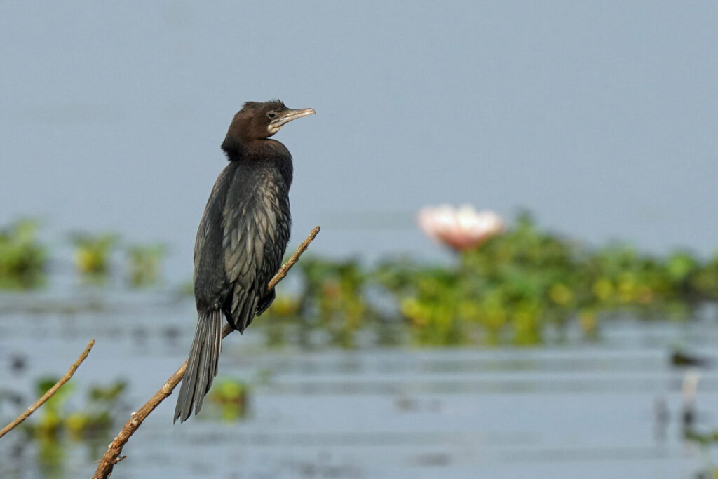 40_indien_kumarakom_tag2_dsc09346