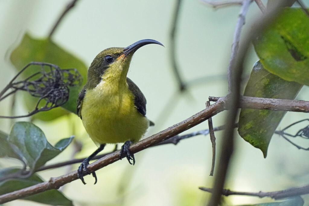 40_indien_kumarakom_tag2_dsc09421