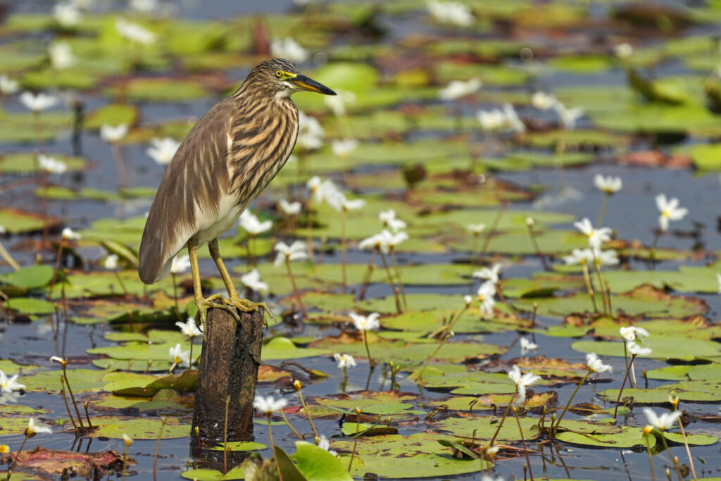40_indien_kumarakom_tag2_dsc09495