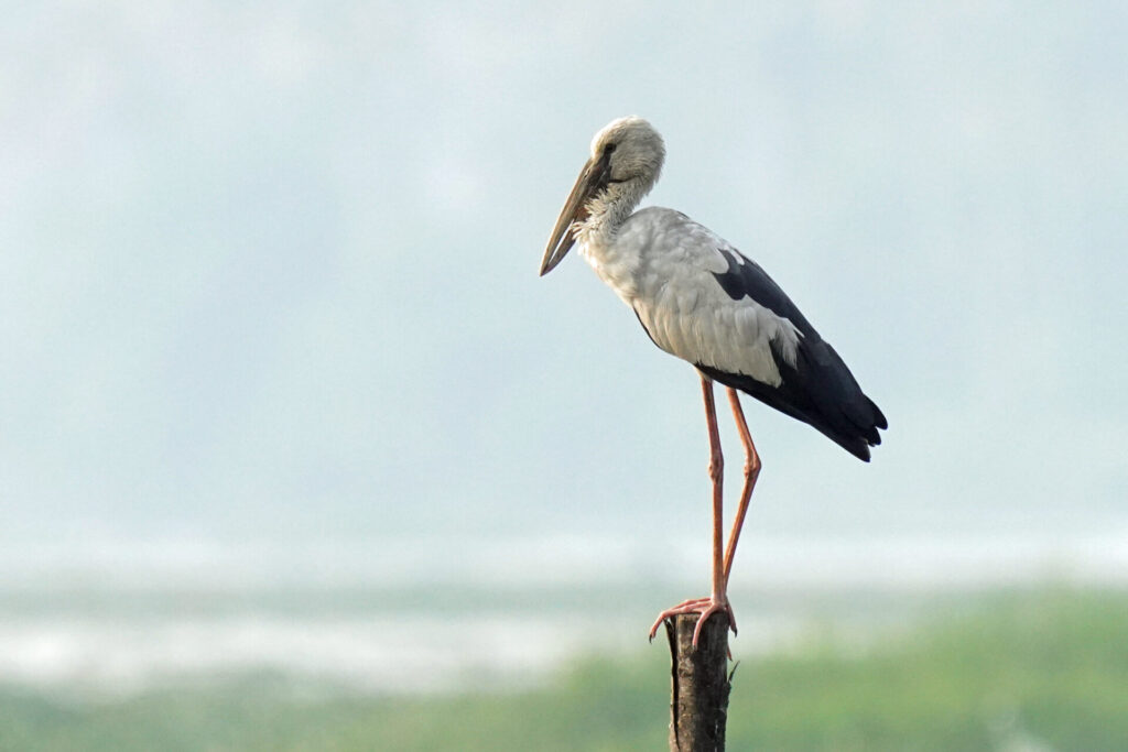 40_indien_kumarakom_tag2_dsc09545