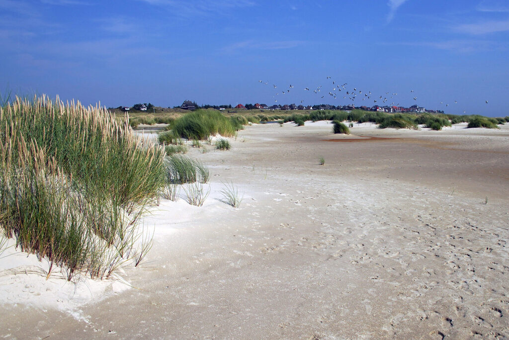 46_nordsee_insel_amrum_dsc04425