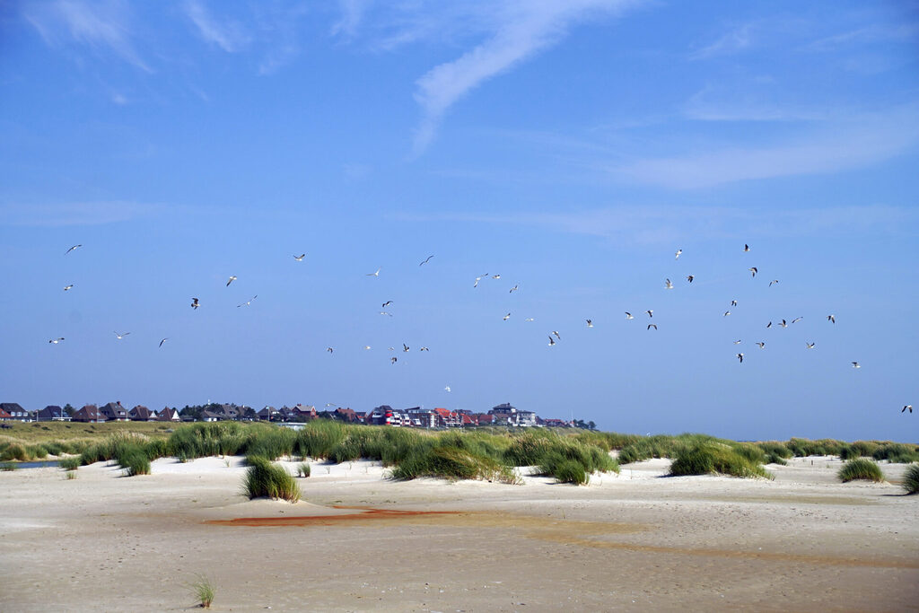46_nordsee_insel_amrum_dsc04426