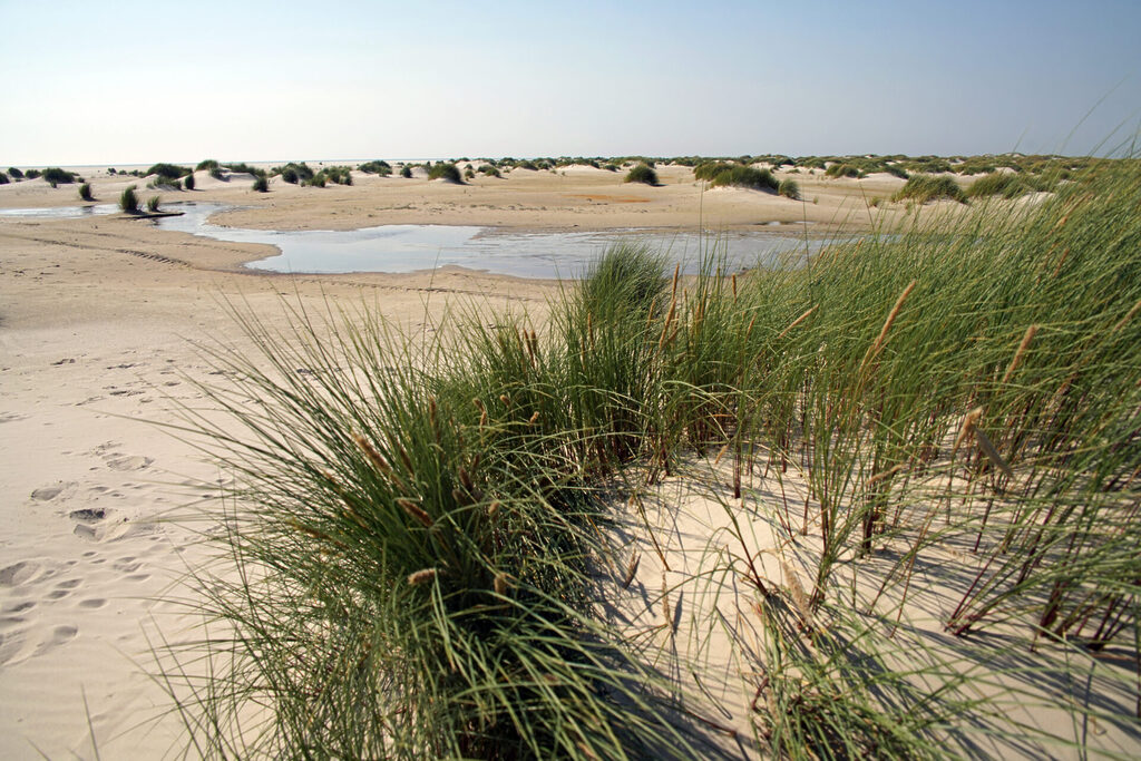 46_nordsee_insel_amrum_dsc04430