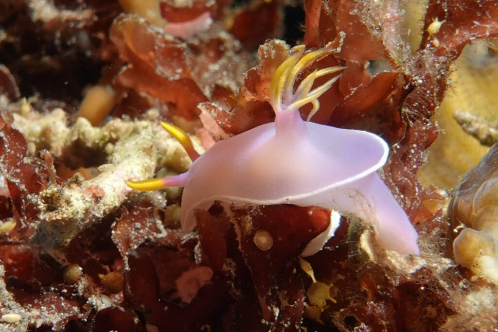 50_bali_tulamben_alam-anda_dsc00682