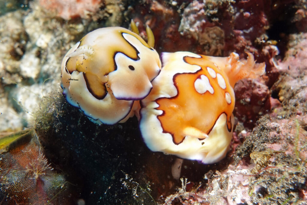 50_bali_tulamben_alam-anda_dsc00702