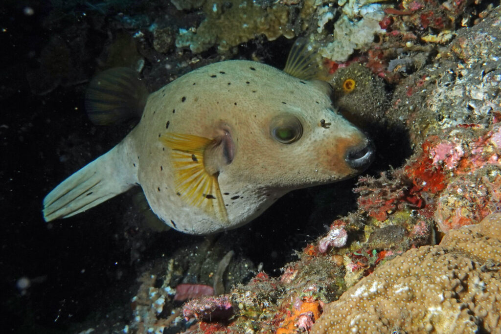 50_bali_tulamben_drop-off_dsc00709