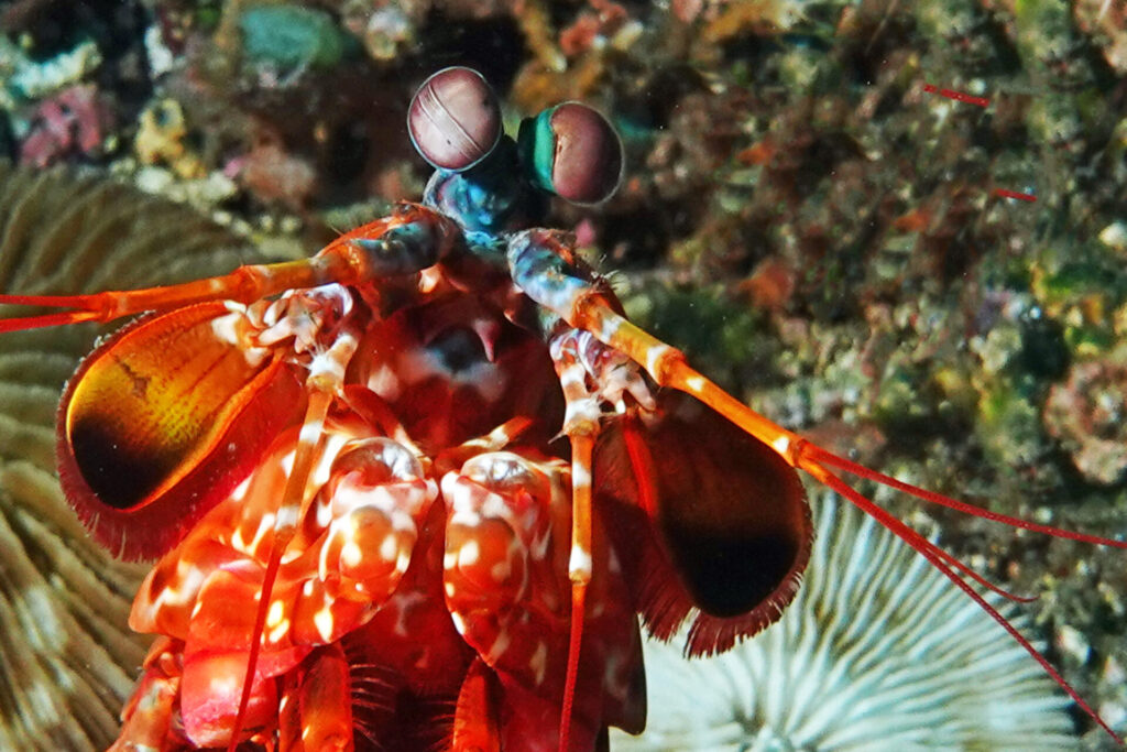 50_bali_tulamben_drop-off_dsc00714