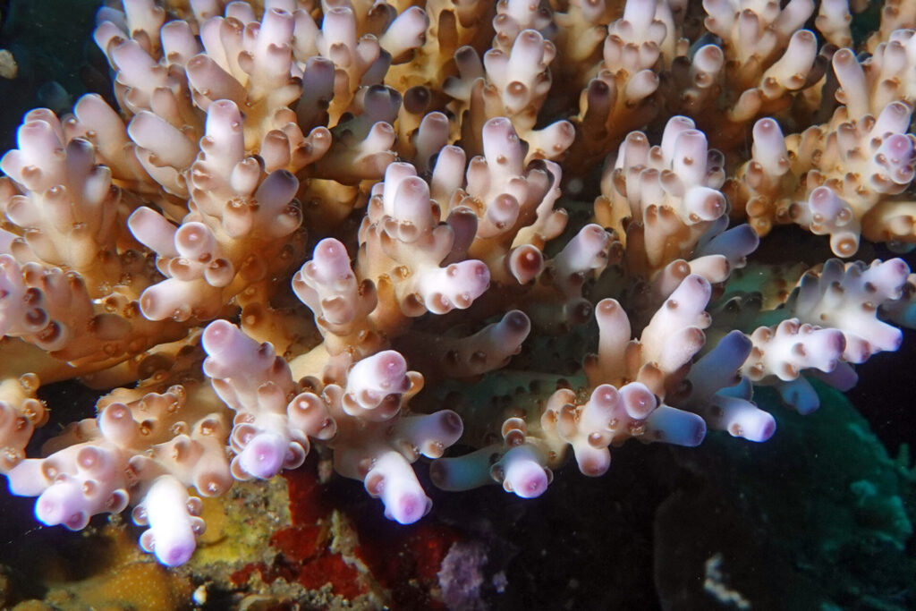 50_bali_tulamben_drop-off_dsc00715
