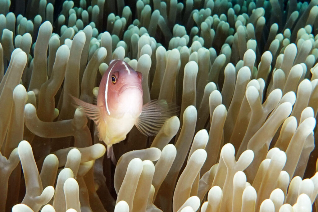 50_bali_tulamben_drop-off_dsc00720