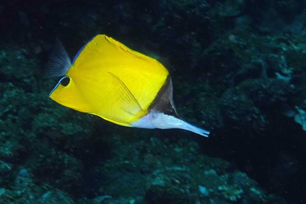 50_bali_tulamben_drop-off_dsc00722