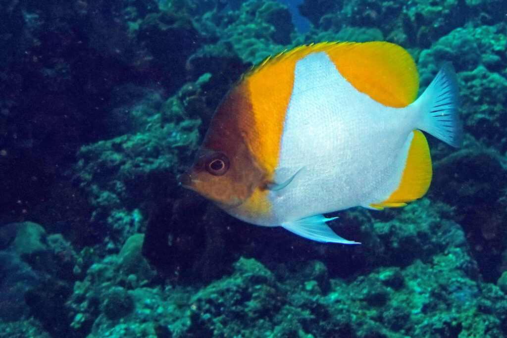 50_bali_tulamben_drop-off_dsc00724