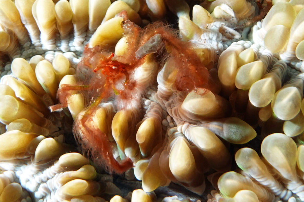 50_bali_tulamben_drop-off_dsc00727