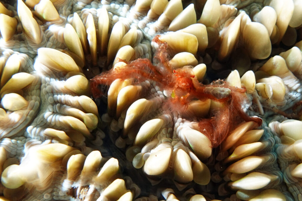 50_bali_tulamben_drop-off_dsc00730