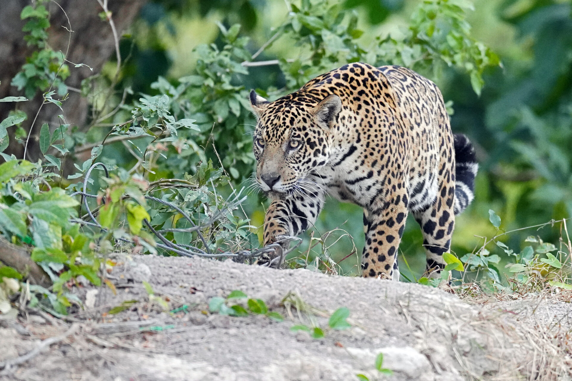 Großkatzen im Porträt: Auge in Auge mit 5 majestätischen und ...
