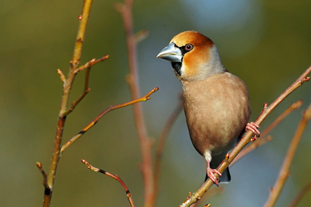 Kernbeißer in unserem Garten in Homburg im Saarland während der Vogelbeobachtung im Frühjahr