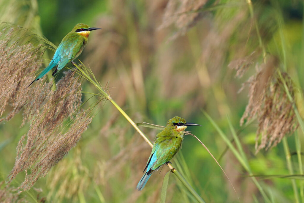 50_indien_kumarakom_tag3_dsc09685