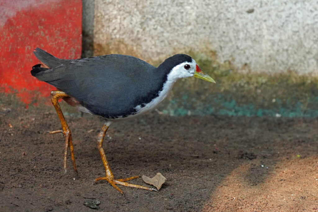50_indien_kumarakom_tag3_dsc09708
