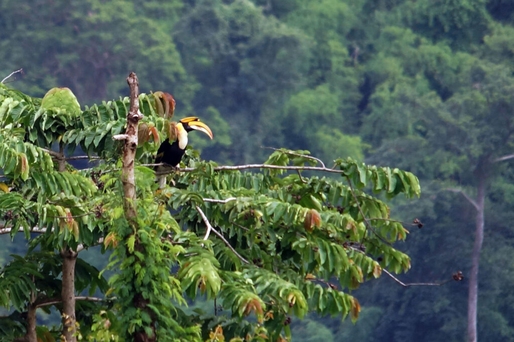 NAshornvogel im Khao Yai Nationalpark in Thailand