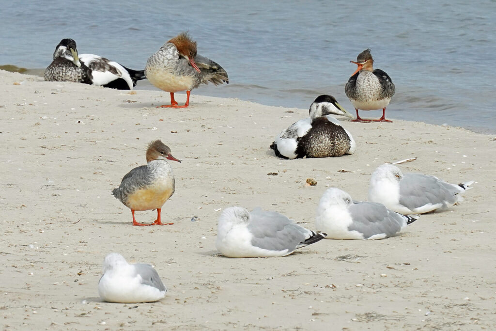 52_nordsee_insel_amrum_dsc05940