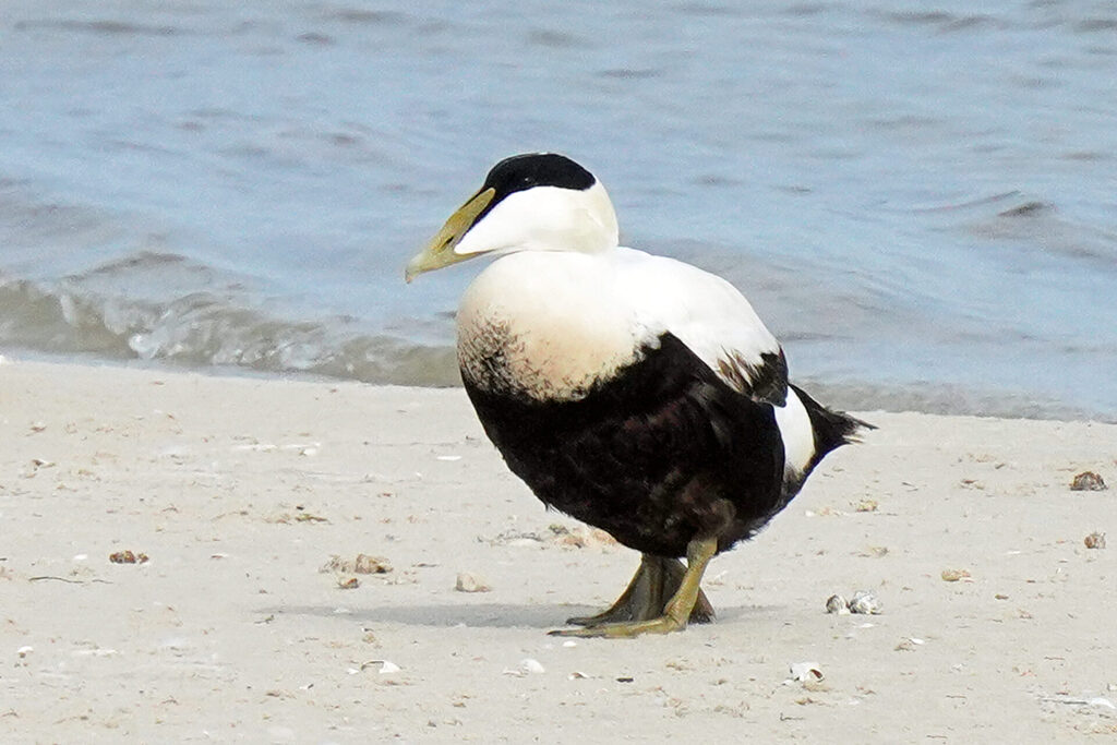52_nordsee_insel_amrum_dsc06070