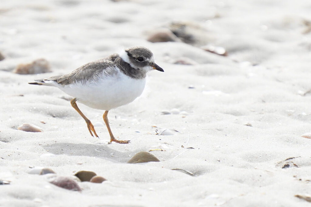 52_nordsee_insel_amrum_dsc06317