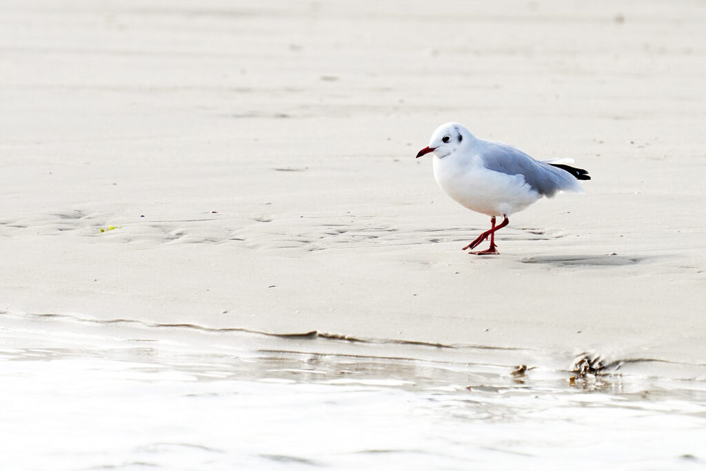 52_nordsee_insel_amrum_dsc06399
