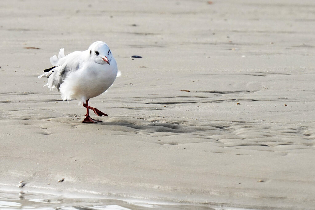 52_nordsee_insel_amrum_dsc06411
