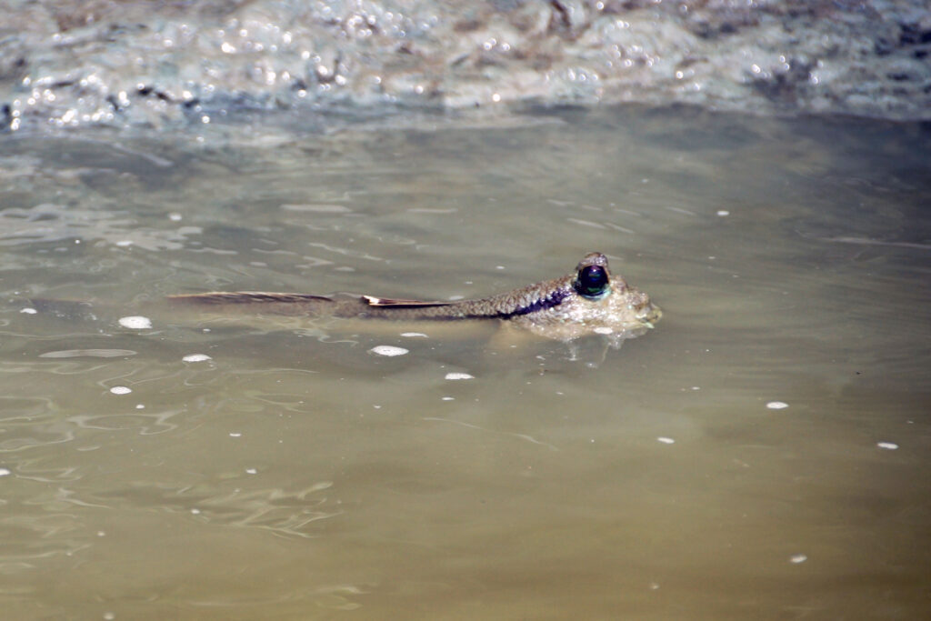 Schlammspringer im Khao Sam Roi Yot Nationalpark in Thailand