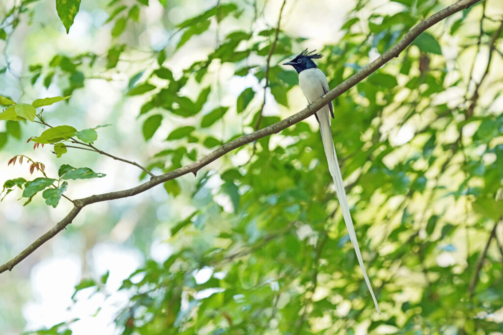 Asian Paradise Flycatcher in Kumarakom in Kerala