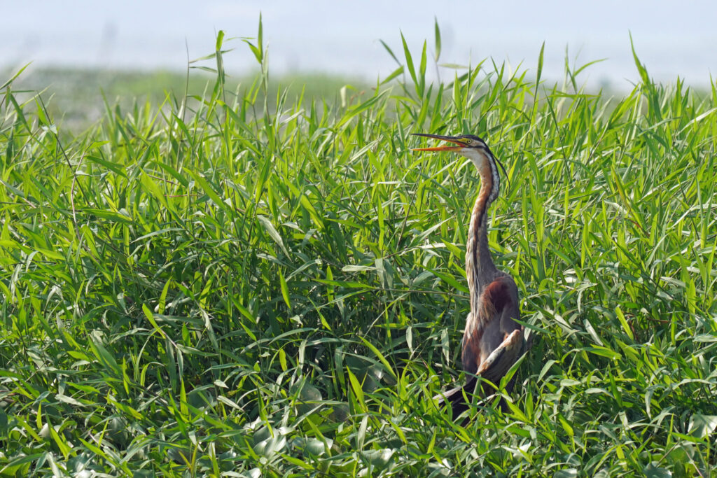 60_indien_kumarakom_tag3_dsc00205