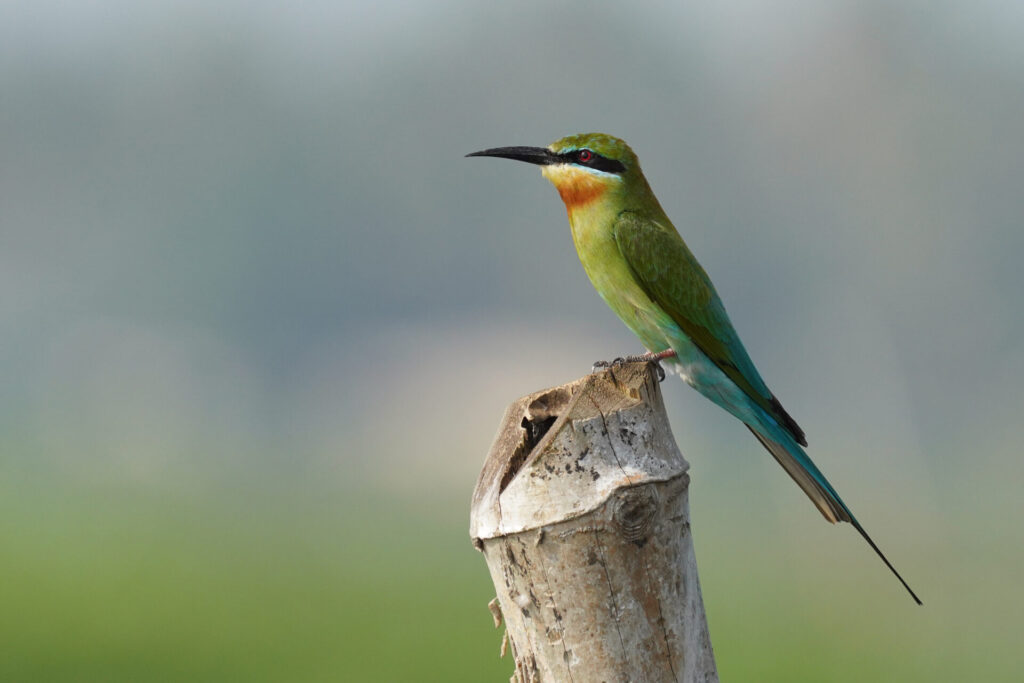 60_indien_kumarakom_tag3_dsc00232