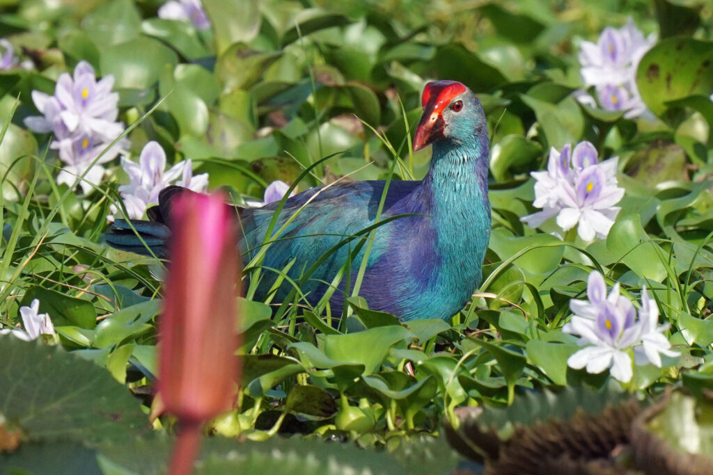 60_indien_kumarakom_tag3_dsc00328
