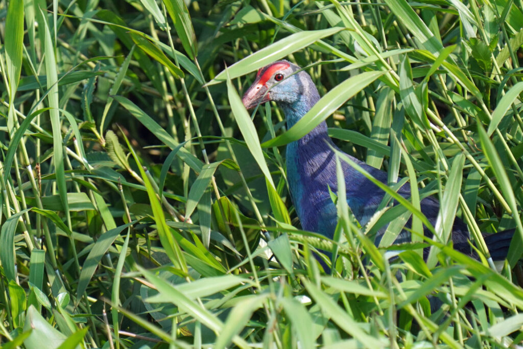 60_indien_kumarakom_tag3_dsc00334