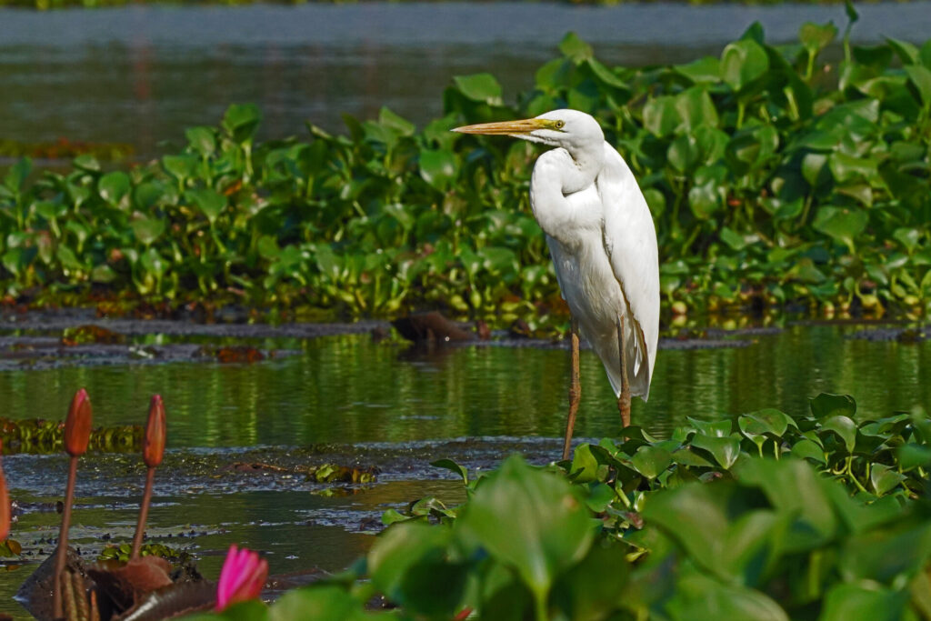 60_indien_kumarakom_tag3_dsc00371