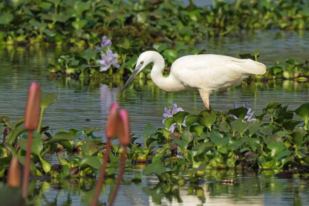 60_indien_kumarakom_tag3_dsc00381