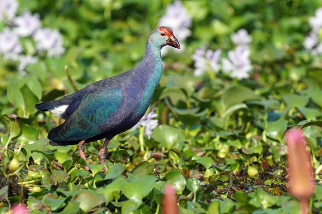 60_indien_kumarakom_tag3_dsc00392
