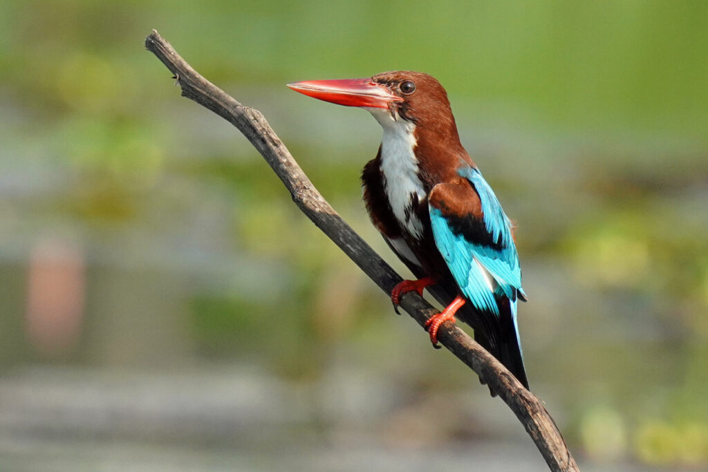 Weißkehl-Eisvogel in Kumarakom in den Backwaters in Kerala