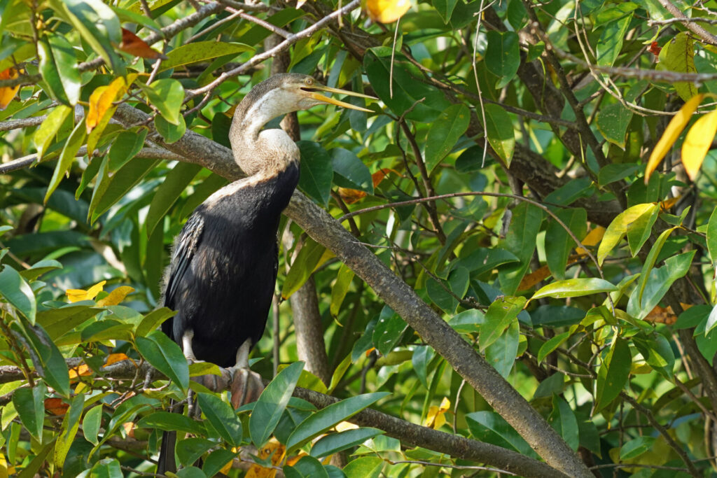 60_indien_kumarakom_tag3_dsc00485
